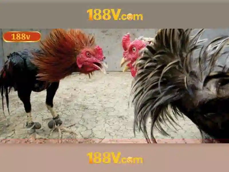 nhận thưởng 188v – Tổng quan chủ đề và giá trị cốt lõi nhận thưởng 188v – Tổng quan chủ đề và giá trị cốt lõi